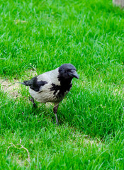 Crow is walking on green grass. Portrait of a grey crow. Grey crow on green grass isolated.