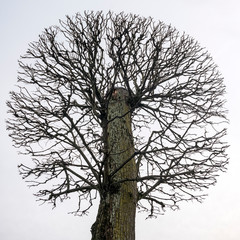 poplar crown with branches cut in a circle against a light sky