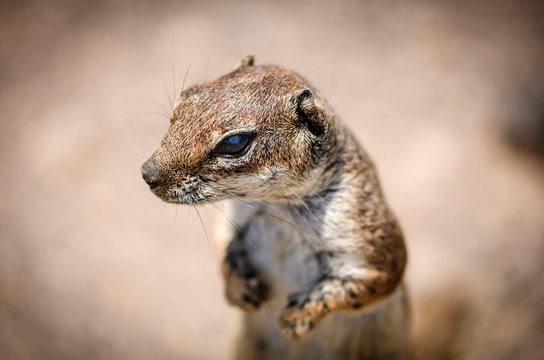 Neugieriges Erdm&auml;nnchen 