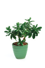 Room flower in a pot isolated on white background .