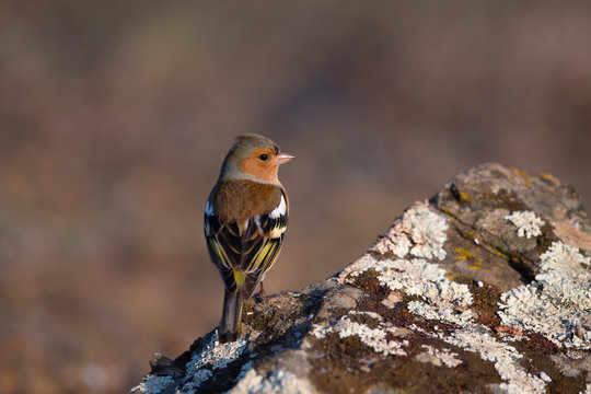 Chaffinch bird on a rock with lichen