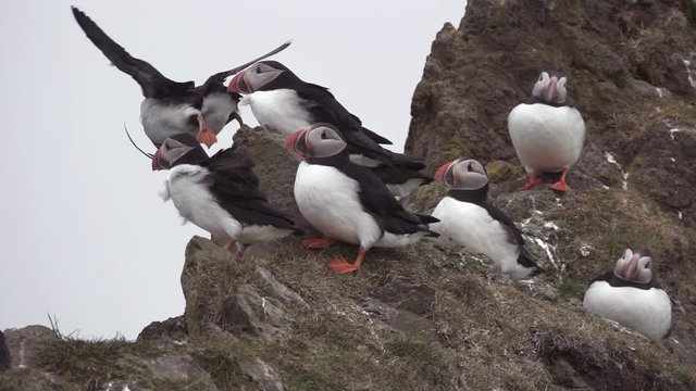 Puffin flying with sprigs while others stand over the rocks