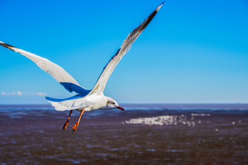 Seagulls flying in the blue sky The beauty of nature in summer
