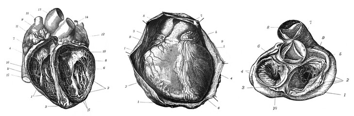 Human heart anatomy complete / Antique engraved illustration from Brockhaus Konversations-Lexikon 1908