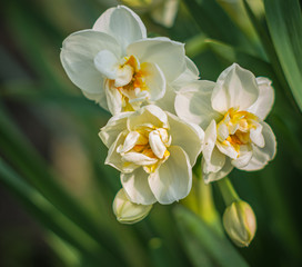 Naklejka na ściany i meble daffodils in the morning, spring flowers