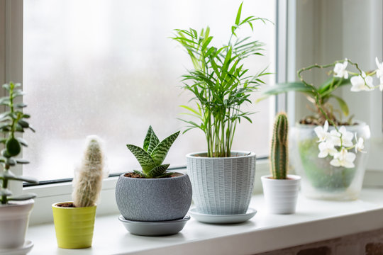 Potted Plants On Window. Houseplants In Pots On Windowsill. Home Decor Concept.