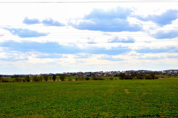 Green agricultural field against the background of a village with residential wooden houses