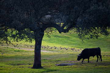 Spanish fighting bull in Dehesa woodland landscape