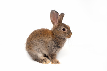 Cute brown baby rabbit sitting on a white background,isolated