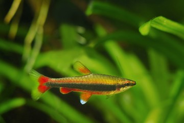 adult pencilfish in nature biotope aquarium, Nannostomus beckfordi red, Brazilian ornamental blackwater fish from Rio Negro