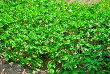 Plantation with green bushes of bio potatoes growing in the ground. Vegetable bush potato plant growing in garden. Growing organic vegetables in the field. Agriculture and farming background