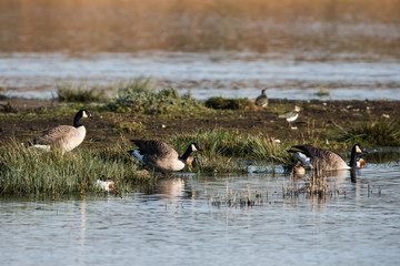 Canada Goose in habitat. His Latin name is Branta Canadensis.