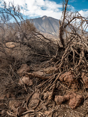 Closeup image of dry dead tree and bushes in rocky desert on slope of volcano Teide, Tenerife, Canary island