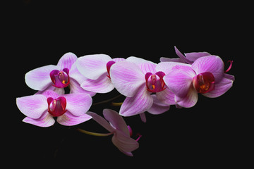 Fototapeta na wymiar Beautiful pink orchid on a black background. Flowering branch of pink with white tropical phalaenopsis flower on a black background