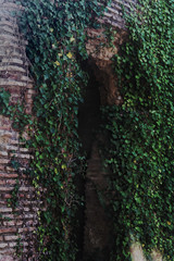 ivy on the wall