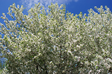 Apple trees shot during flowering.