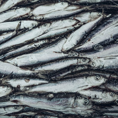 Close-up of frozen sprat in fish market. Winter fishing. Small silver fish.