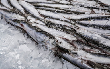 Close-up of sprat brick on the ice in fish market. Winter fishing. Frozen small silver fish.