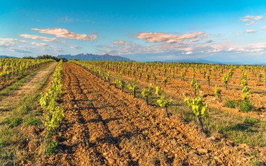 Vineyards at Penedes wine region with Montserrat mountains in the distance. Catalonia, Spain.