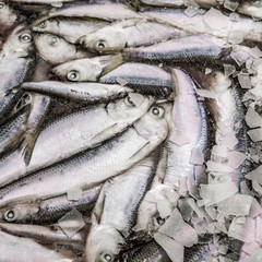 Close-up of frozen sprat in fish market. Winter fishing. Small silver fish production.
