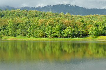 Fototapeta na wymiar Nature trees in Saraburi province ;Thailand 