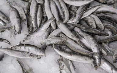 Close-up of fresh sprat on the ice in fish market. Winter fishing. Small silver fish production.