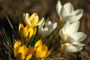 Yellow and white crocuses in the spring sunshine