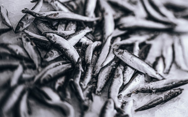 Close-up of fresh sprat on the ice in fish market. Winter fishing. Small silver fish production.