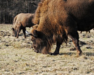 European bison eating grass