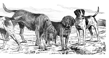 Bloodhoumd Thoroughbred and English Foxhound - Antique engraved illustration from Brockhaus Konversations-Lexikon 1908