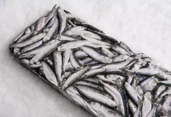 Close-up of sprat brick on the ice in fish market. Winter fishing. Frozen small silver fish...