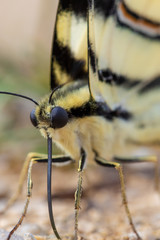 Close-up of the scarce swallowtail butterfly feeding on the ground