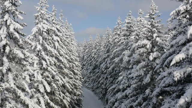Breathtaking fly over frozen snowy fir and pine trees . Nature concept. Winter time, coziness, enjoying the landscape. No people around, wild nature