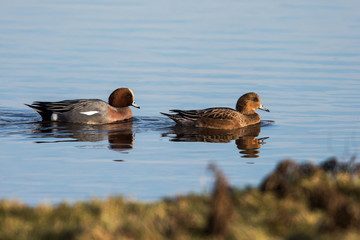 Eurasian Wigeon in habitat. Him Latin name is Mareca penelope.