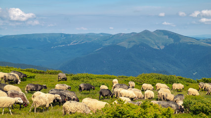 Fototapeta na wymiar Sheep graze in the mountains. Traditional economy Highlanders