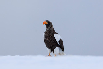Steller's sea eagle wintering in Rausu in Hokkaido