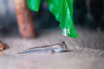 mud crawler on the sand