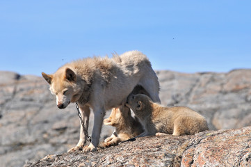 Greenland dog puppies feeding from their mum