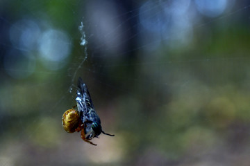 spider caught a fly in the forest