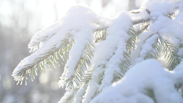 Closeup view 4k video of green branches of firtree covered with fresh white snow. Soft sunlight in background.