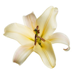 Elegant yellow lily flower isolated on a white background.