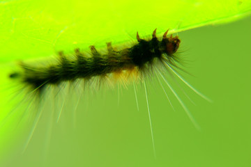 Animal, Black caterpillars on green leaf