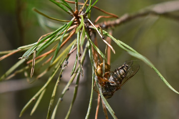 spider caught a fly in the forest