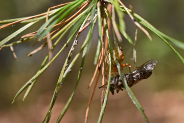 spider caught a fly in the forest