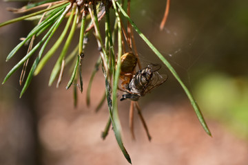 spider caught a fly in the forest