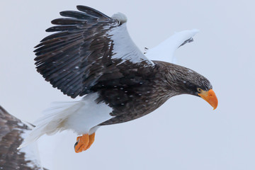 Steller's sea eagle wintering in Rausu in Hokkaido