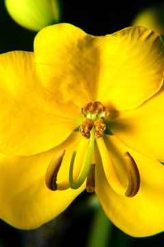 Nature, close up of yellow flower