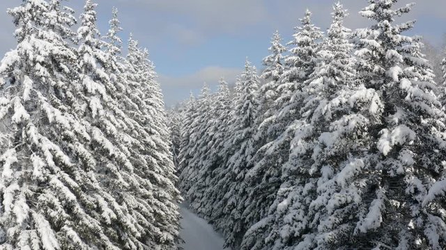 Breathtaking fly over frozen snowy fir and pine trees . Nature concept. Winter time, coziness, enjoying the landscape. No people around, wild nature