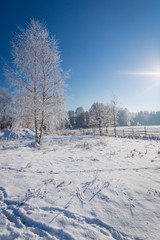 Frozen tree on winter field and blue sky