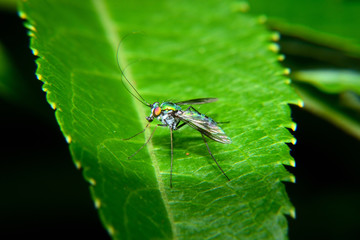 as Baccha elongata. It is one kind of flies